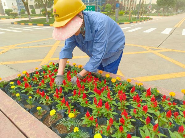 行政保衛(wèi)部趙師傅等人在公司主干道上擺放鮮花。.jpg